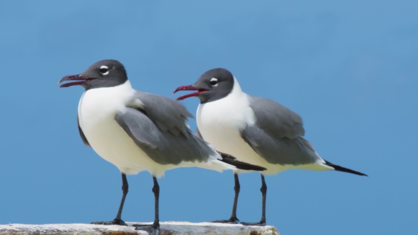 two Laughing Gulls, Leucophaeus atricilla Birds, At los roques venezuela
