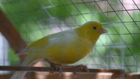 Canary on a Perch. High quality video footage