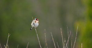 Goldfinch bird chirping song call from reed stalk perch green meadow