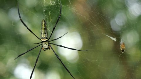 Green with yellow pattern and long black legs of the Garden Spider on web trap insects with natural green background, Honey bee is trapped and become prey to predatory animals
