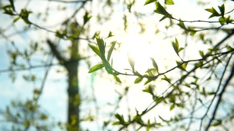 Bird cherry branch with young green leaves revealing sun beams, in the spring forest, sunny day. Sun rays bursting through fresh foliage.