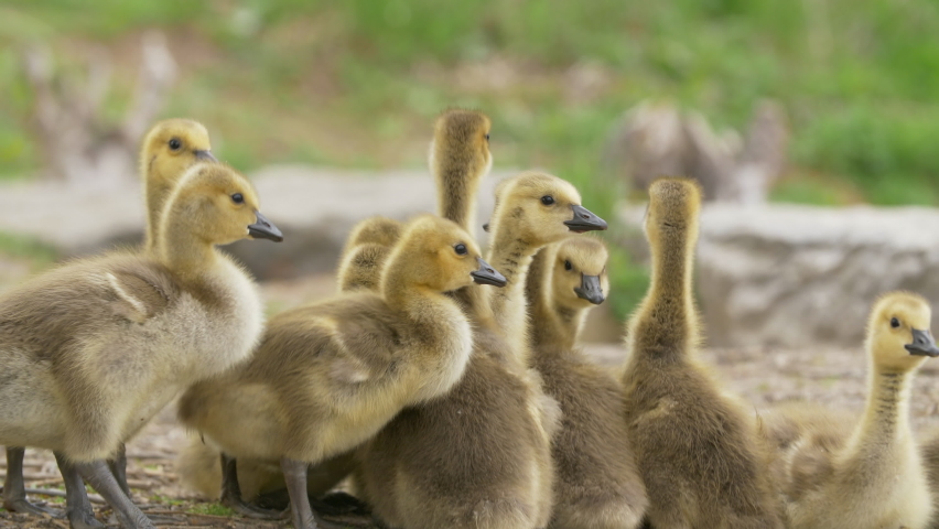 Baby Canada geese, goslings huddle together under mother goose.