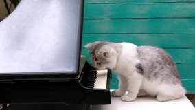 A kitten playing the piano