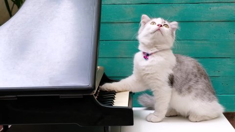 A kitten playing the piano