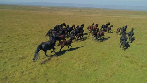 Drone sideways wild strong horses racers herd flock run on green spring field at gallop. Strength, power. Free grazing. Horse racing. Cinematic wildlife landscape. Open space. Abstract wild animals