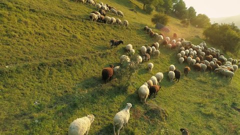 Beautiful flock of sheep ewe woolen unshorn lambs walk graze on high mountain slopes. Jumbuck 
ram mutton large herd. Alpine pasture grassland. Romantic animals scenery. Summer Alps warm sun rays8