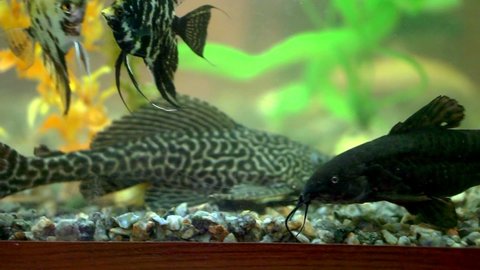 水槽 熱帯魚 の動画素材 4k Hd動画クリップ Shutterstock 水槽 熱帯魚 の動画素材 4k Hd動画クリップ Shutterstock