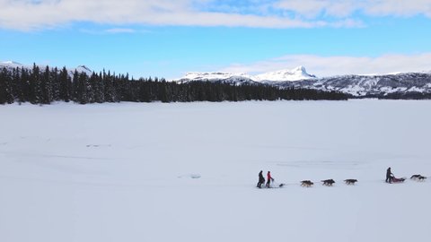 People driving a dog sled pulled by a Alaskan huskies on a frozen snowy lake. Aerial video.