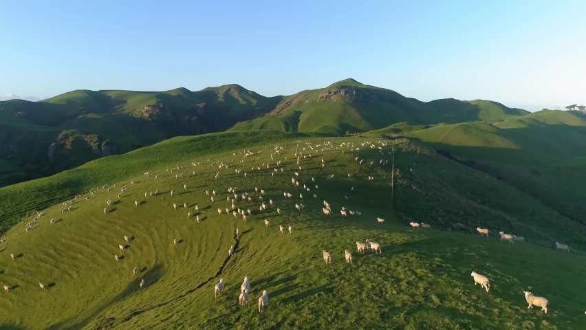 Aerial view of sheeps on hills in new zealand | Shutterstock HD Video #1072161035