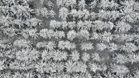 Aerial Top View Drone footage in Hokkaido Japan while snowing above palm tree cover by snowflake