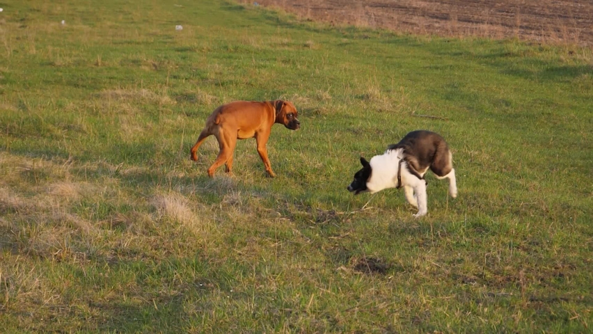 two dogs playing in the garden. west siberian husky puppy and boxer dog