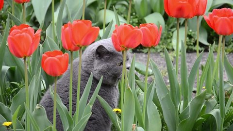 Gray British cat sits in blooming red tulips and then jumps out of them. Concept of home pets. Spring background with animal and flowers. Domestic cat walks among plants in courtyard of private house.