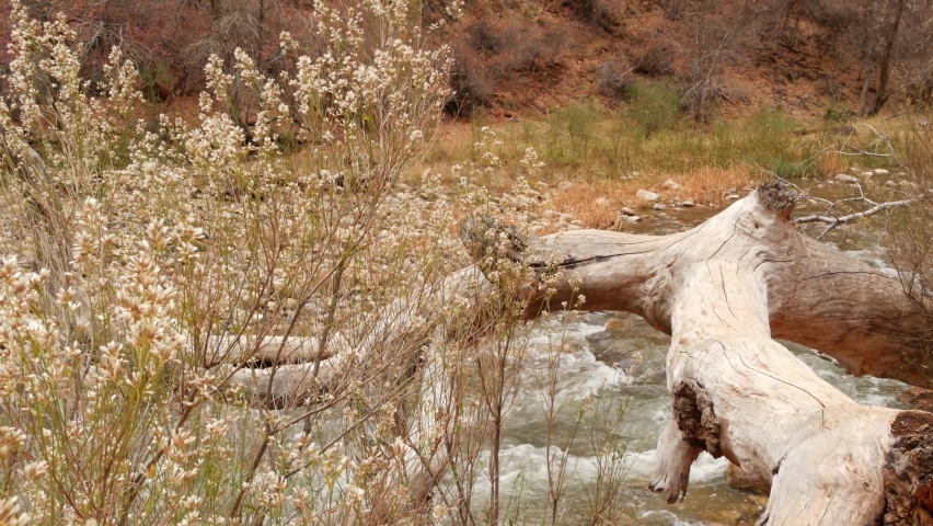 Mountain river in Zion national park, autumn in Utah, USA. Stream in rainy red canyon, terracotta stones and creek. Foggy weather and calm fall atmosphere. Eco tourism in United States of America.