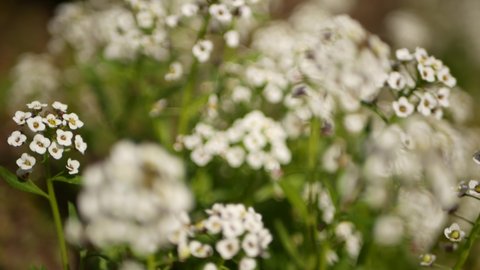 Tender white flowers in garden, California USA. Springtime meadow romantic atmosphere, morning delicate pure greenery. Spring fresh garden or lea in soft focus. Natural botanical blossom close up.