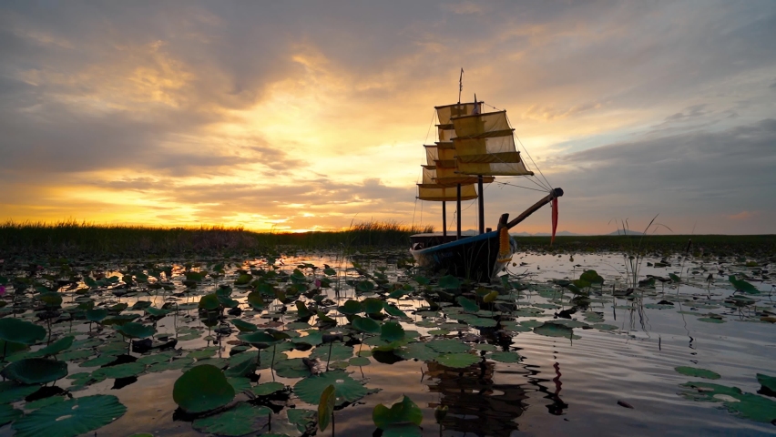 Slow motion in lotus pond with boat ship in view under sunset and golden sky. Refection of light and sun with calm atmosphere. Lotus flowers and lotus leaves floating on skin of water.