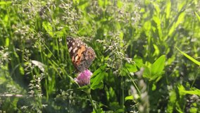 Orange butterfly peacock sitting on pink clover flower. Fly away in end