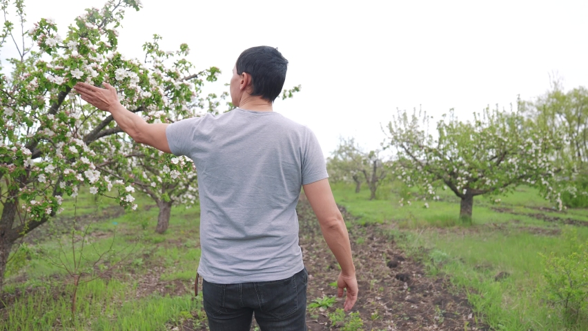 blooming apple a orchard. the farmer walk in the apple tree garden. business agriculture concept. blooming farm apple orchard the harvest farmer ripens. and agriculture growing apples tree