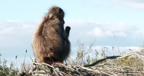 A chacma baboon views it's surroundings from a vantage point, close up