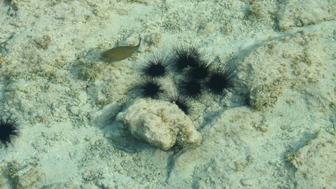 Tropical water seabed with sea urchins and a swimming yellow boxfish