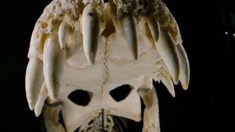 Crocodillian skeleton - inside the mouth of a predator