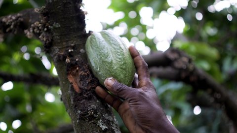 African cocoa farmer holding cocoa fruit with his black hand. Congo, Africa. Close up detailed shot.