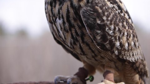 Majestic eagle owl turning head all the way around slow motion