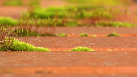 Green ceratodon moss with erect spore-bearing sporophytes growing between bricks. Close up, dolly left.
