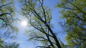 4k stock video footage of green foliage of old tall spring forest trees isolaetd on clear blue sky background. Soft morning sun glowing through leaves. Springtime sunny nature landscape