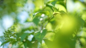 Beautiful green vibrant natural video bokeh 4k abstract background. Green spring leaves of trees and soft sunrise or sunset sunlight transparenting through branches mowing in strong blowing wind