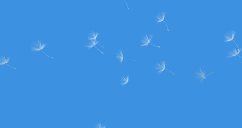Two separate animations of dandelion seeds blowing in the wind, isolated on a solid blue background for easy keying and compositing.