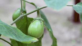 Green eggplant on the tree close up footage