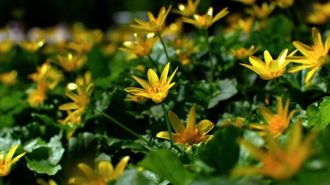 Lesser celandine or pilewort on green grass. Beautiful yellow spring flowers swaying in the wind.