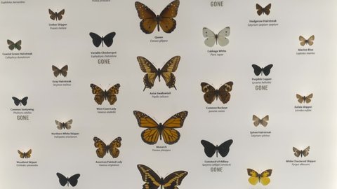 This tilt video features a large collection of mounted and labeled scientific butterflies taxidermy specimens on a white background.