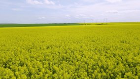 Drone footage of a rape field in full bloom. Video was filmed while flying the drone at close proximity of the field at the beggining and picking altitude gradually over the field. 