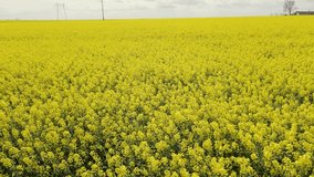 Drone footage of a rape field in full bloom. Video was filmed while flying the drone at low altitude over the field. Aerial view of a rapefield shot from a drone 