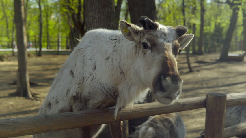 The white deer got up on its hind legs and stood on the railing of the corral in the petting zoo. Feeding the deer from the palm of your hand 4k