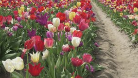 4K slow pan of rows of colorful spring tulips and flowers in the Skagit Valley of Washington State