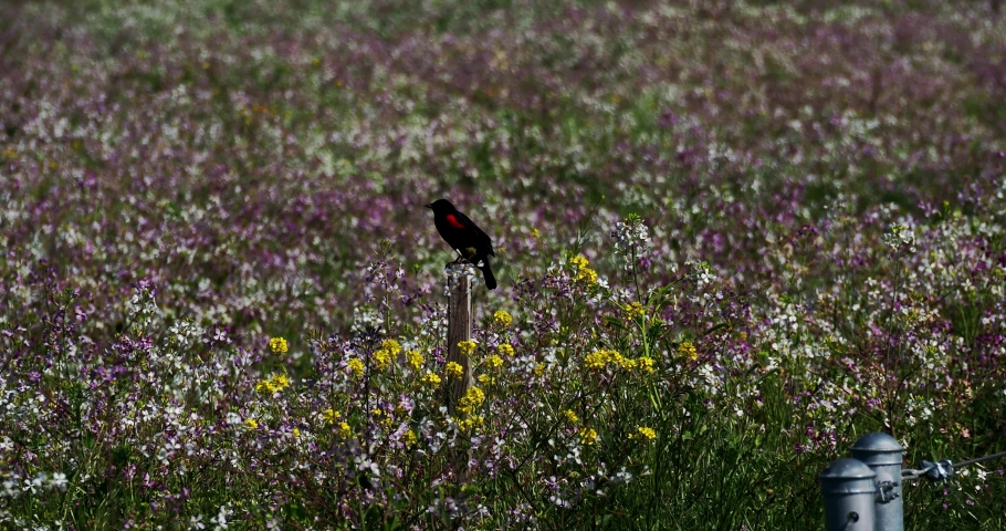 A red-winged blackbird perched on a wooden log in the middle of the meadow