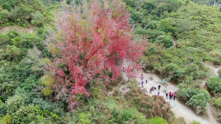 Stunning Single Red tree Foliage surrounded by lush green nature, Aerial view.