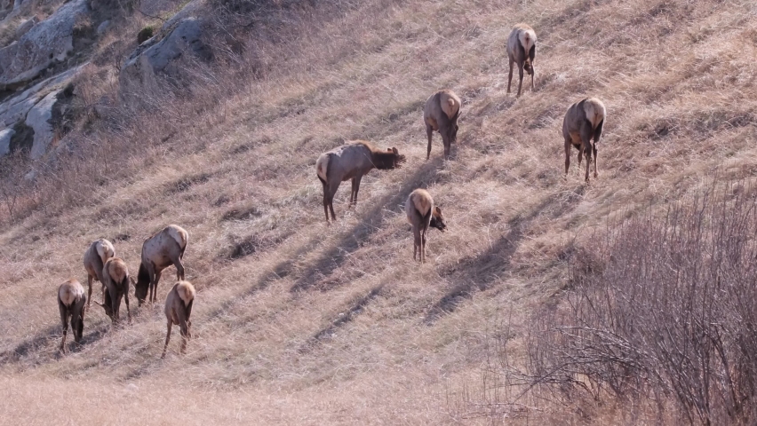 Small herd of Wapiti Elk eat tall grass on steep, dry, sunny hillside