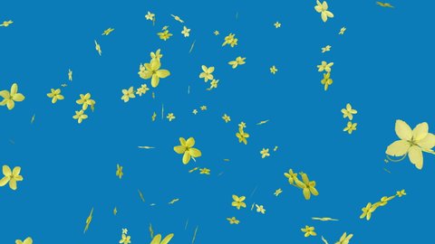 Yellow petals of the golden rain tree flowers (Cassia fistula) are falling to the ground. Yellow flower petal 3D animation background. Blue chroma key petal animation video. 