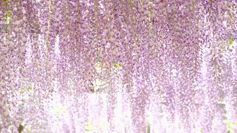 Wisteria flowers surrounded by beautiful light