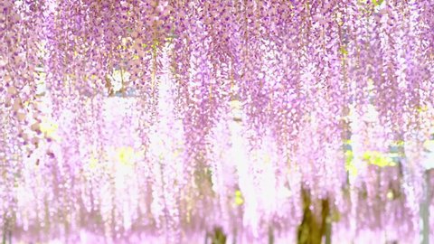 Beautiful curtain material of wisteria flowers