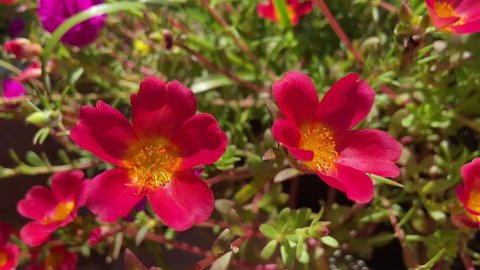 Portulaca Grandiflora Stock Video Footage 4k And Hd Video Clips Shutterstock