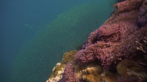 The camera shows a portion of a reef with sea anemones . In the background, a large school of yellow fish 