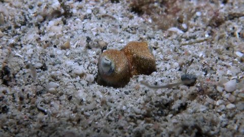 
Bobtail squid's Eyes Close Up - Philippines