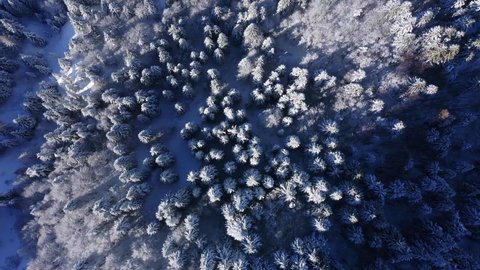 Aerial top-down view of snowy coniferous treetop in winter season