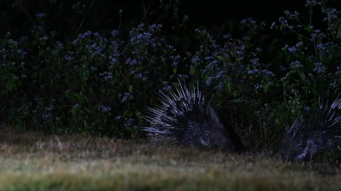 Malayan Porcupine, Hystrix brachyura, Kaeng Krachan National Park, Thailand, 4K Footage; two individuals found at the edge of the jungle eating something in the night, one turns around, other stays.