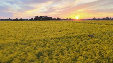 Aerial tracking shot of wild deer running in yellow canola field during beautiful sunset. Slow motion shot.