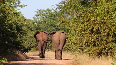 Two african bull elephants walking down the road